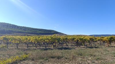 viñedo